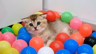 Chatons drôles contre 500 balles 😂