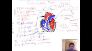 Circulatory path - heart regions and structure