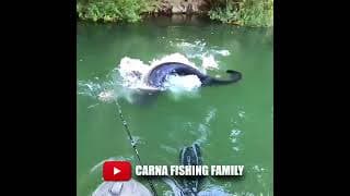 🎣 Silure Géant 😱  #fishing #pêche #silure #bigfish