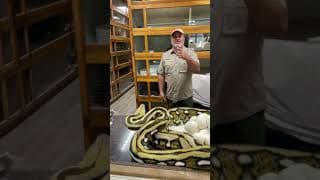 Giant Python Bit Me in the Face 😳 full video on my channel 😬