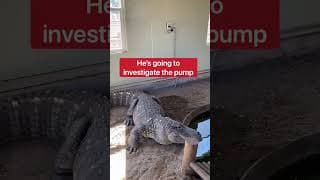 Draining Alligator Pool With Giant Alligator! 😱🐊 #shorts #alligator
