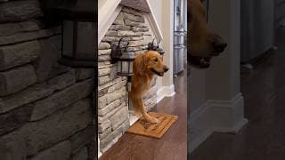 My dog always gets the best revenge…