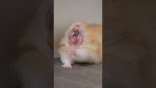 Hamster Yawning Compilation ￼#shorts #pets #hamster #fyp