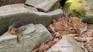 엄마 없이 혼자 있는 아기 사슴을 만난 다람쥐 Baby Deer Alone Without Mother Meets Chipmunk