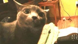 Another Dramatic Cat Looking At Camera - Dramatic Look Cat