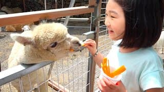 Boram naik dan bermain di video taman dinosaurus untuk anak-anak