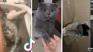Cats Doing Funny Things Compilation ~ Cats being... CATS #shorts