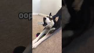 I Asked My HUSKY If She Loved Me!