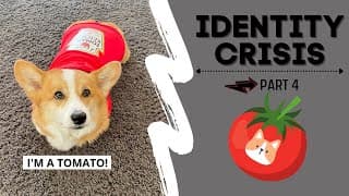 Talking Dog Thinks He is a TOMATO! #shorts #corgi