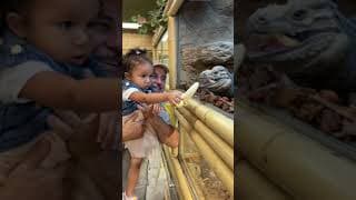 Everyone loves feeding the lizards🍌