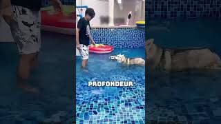 Deux chiens face à des profondeurs d’eau extrêmes