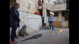 التمساح و الضبع و الافعى و الكلب بيل مع جمال العمواسي