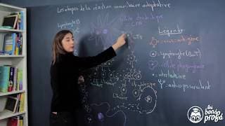 Étapes de la réaction immunitaire adaptative - SVT - Les Bons Profs