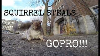 A squirrel nabbed my GoPro and carried it up a tree (and then dropped it)