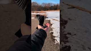 Elmo The Blackbird: How I Became Friends With Him