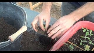 Transplantation de plantules de médicinales