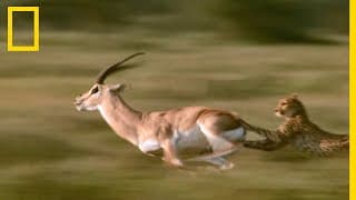 Les cornes mortelles de la gazelle de Grant