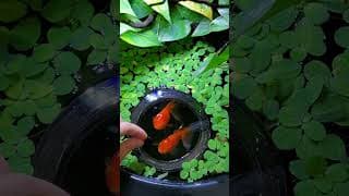 How to become a FULL TIME Fish Keeper