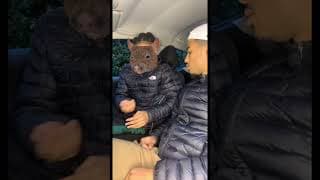 Pile ou face ? 🐀🐀