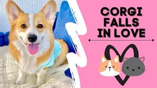 Talking corgi falls in love with cat | Hammy and Olivia