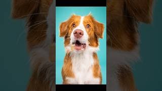 Can’t catch treats photoshoot