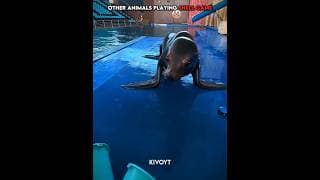 Other animals playing shell game vs Cat 💀 #edit #animal #skulledit #usa