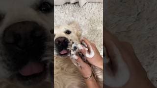 LA NIGHT ROUTINE DE MON CHIEN 🪥🐶🧼 #asmr #dogspa