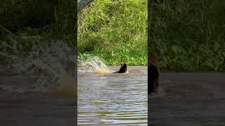 Jaguar Smokes Caiman From A Tree