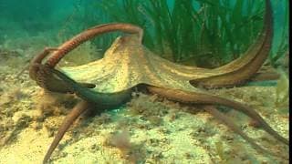 C'est pas sorcier -POULPES FICTION