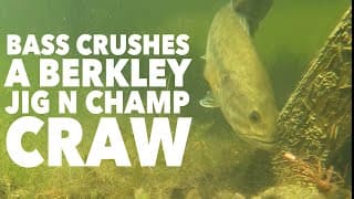 Bass Crushes a Berkley Jig N Champ Craw #shorts