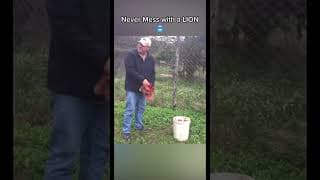 NEVER MESS WITH A LION!!