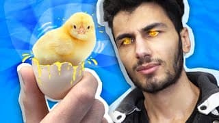 Je fais éclore des oeufs de supermarché