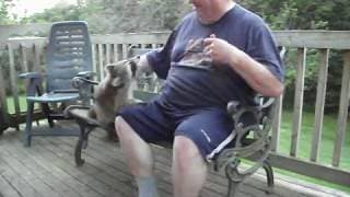 Raccoons 1st July 2011
