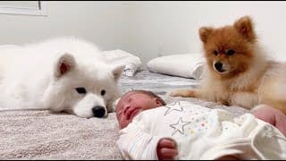 새로 태어난 동생 옆을 떠나지 못하는 강아지