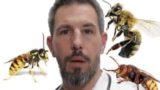 UN TRUC MAGIQUE EN CAS DE PIQÛRE D'INSECTE