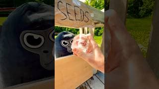 I Found GROW A GARDEN IRL… #gorillatag #vr #shorts