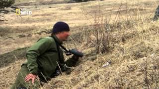 Un ours et des loups partagent le même repas