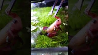 Betta Fish JUMPS for FLAKE FOOD #Shorts