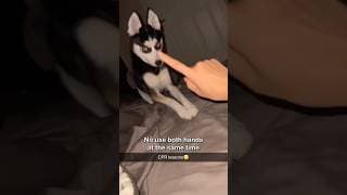 Dog learning CPR is the cutest 🥰