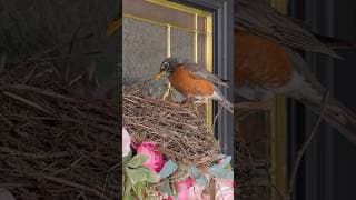I can’t believe this happened outside our front door 🥹 #shorts