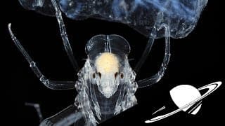 🪐Découvrir des Extra-Terrestres serait une très mauvaise nouvelle