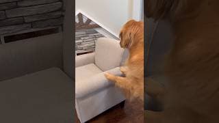 My dog locked me in his house! #dog #goldenretriever
