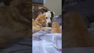 So you really want a CAT? Are you sure?? 😻 #shorts