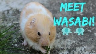 MEET WASABI! {past hamster}