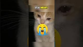 Il souffre et personne ne l'aide à cause de....#shortviral #viral
