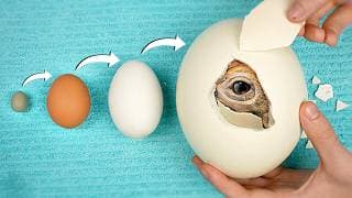 World’s Biggest vs Smallest Egg - Hatching Experiment