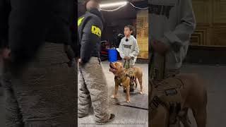 Un Chien Militaire Montre Ses Compétences 🤯 (expliqué)