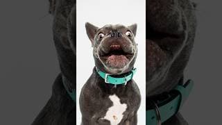 Treat Catching Photoshoot #puppy #photoshoot #photography