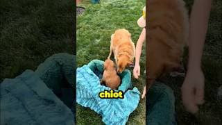 🐶 Cette petite chienne a perdu ses chiots… Mais quelque chose d’incroyable s’est produit ! ❤️🥺