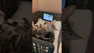 CAUGHT MY CATS ON A CATFLIX AND CHILL DATE 😹 #shorts